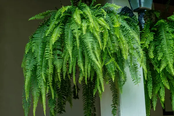 Plantas que Duram Décadas: Beleza e Longevidade no Seu Lar